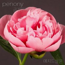 작약 숙근 입고 금강원예, 에치드살몬