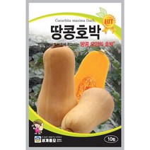 땅콩호박 씨앗 10립 항암성분이 호박중에 제일 좋은 땅콩모양의 열매 세계종묘