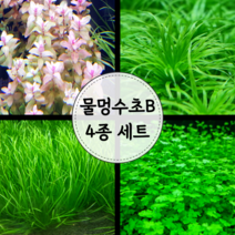 [수초마트] 물멍 수초 B 4종 세트 (15줄기)