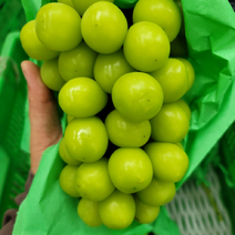 상주 프리미엄 샤인머스켓 포도, 샤인머스켓 특상품 1.5kg (2~3수)