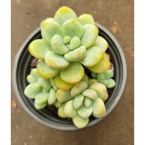 [별이네 다육] 다육 라울, 1개