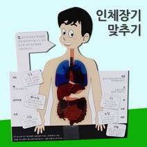 인체장기 맞추기 (5인) 인체도형 인체모형 실험교구