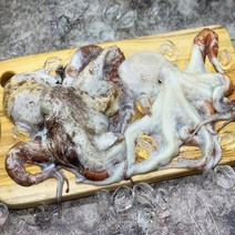 돌문어 완도 활 돌문어 1kg 내외 2-4마리 랜덤