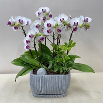 루아데코 퀵 배송 농장직배송업체 선생님난선물문구인사이동 이동축하문구 사무실승진축하화분 교육공무원승진축하선물, 1.화이트