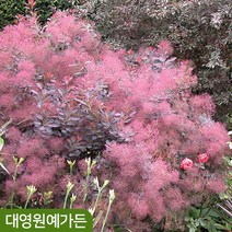 [차량/착불] 자엽 안개나무 R5cm 흙분 정원수 꽃나무