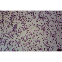 과학학습 유글레나 영구프레파라트