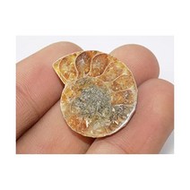 Generic 관찰 삼엽충 수석 달팽이 장식품 암모나이트 화석