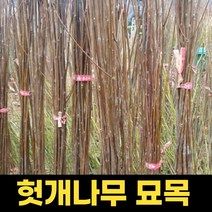 헛개나무묘목 2년 1주 헛개묘목 헛개나무묘, 1개