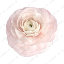 우리화훼종묘(주) 라넌큘러스 구근 - 레이디, 1개