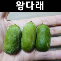 왕다래/용성2호 나무 묘목 5치포트 1개/유실수/과수