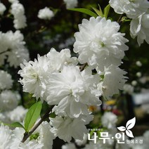 [나무인] 흰색옥매화(백매화) 개화주