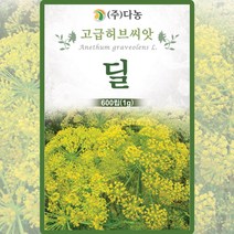 딜 씨앗 딜 씨 허브 종자 600립, 1세트