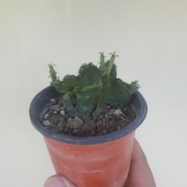청산호철화 선안장 소품 화분 10~25cm 29 다육식물 플랜테리어 f