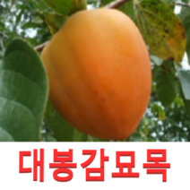 (성실D)야오끼 개량대봉 감나무묘목 접목1년 1그루