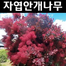자엽안개(로얄퍼플) 삽목3년(뿌리) 특묘 1개/나무 묘목/꽃나무/조경용