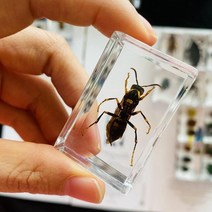 조각품 명확한 수지 문진 견본에있는 각종 곤충, 26 26