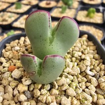 35 소울가든 빌로붐 코노피튬