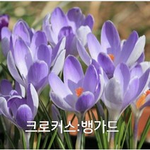 크로커스구근 4종셋트10개묶음 추식구근 구근식물, 뱅가드10개