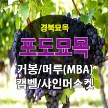 [경북농원] 포도나무 삽목묘 접목묘 /캠벨/거봉/머루포도(MBA)/샤인머스켓/블랙사파이어, 캠벨 삽목1년생