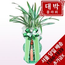 대박플라워 비취옥 동양란 승진선물 취임 영전 이전 개업선물 부모님선물 꽃배달