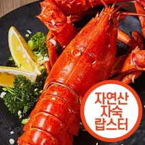 영롱한랍스타 추천 순위 TOP 20 구매가이드