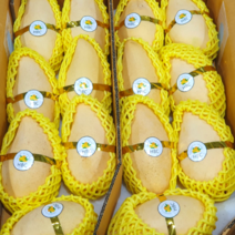 [달달쫀득] 항공직송 고당도 망고 태국망고 골드망고, 1개, 선물용 골드망고 9과