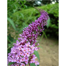 보람농자재 좀작살나무, H1.0~1.2(1.0~1.2m)