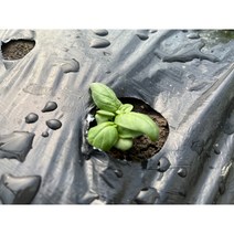 썬밸리팜 스위트 바질 농가직송 당일발송, 1개, 1kg