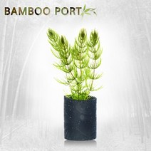 초보자도 키우기 쉬운 어항장식 포트수초 200종 모음, 149번) 대숯포트수초 마츠모