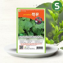 솔림텃밭몰 베이비적무씨앗 10g 베이비채소 적무씨앗 베이비적무, 단품