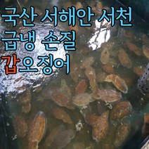 국내산 서해안 급냉 갑오징어 손질 1kg