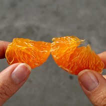 이제주몰 블루제주 레드향 가정용 2.5kg(10-20과), 단품없음
