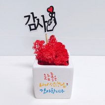 스마일컴퍼니 은혜캘리 스칸디아모스 화분, 02_(마)_참좋은선생님 은혜 캘리 모스-레드