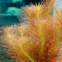 로탈라왈리키 키우기쉬운 민물 구피 초보 어항 수초 생화