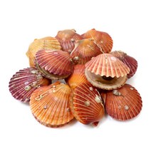 [착한어부] 홍가리비 3kg (60-70미내외), 단품