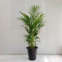 온누리농원 아레카야자 중대형 공기정화식물 반려식물 크기 120cm 이상, 1개