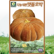 새론 맷돌 호박씨앗 호박씨 종자 30립, 1개