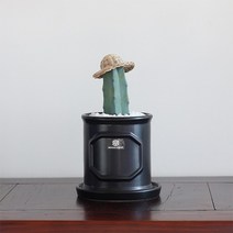 행복레시피 용신목 선인장 웨인스코팅화분SET(2colors), 블랙(밀짚모자소품 미포함)