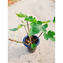 무화과 나무 (달콤한 무화과열매 직접 재배해보세요!)