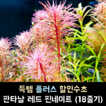 판타날 레드 핀네이트 (18줄기)