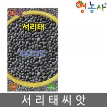 서리태씨앗 30g, 서리태