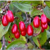 묘목/ 산수유 실생2년 특묘 5주 G0526