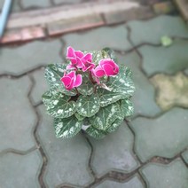 시클라멘 중품 초화 꽃 25~40cm 59 화분 스칸디아모스