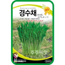 경수채 씨앗 2000립 교나 미즈나 일본 쌈 채소 텃밭가꾸기 채소키우기, 단품