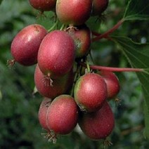 충주원예조경 켄스레드다래 삽목2년*포트묘, 주