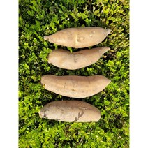 국내산 야콘 즙용 특/상품 5kg 10kg [꼭지네 농산물], 즙용 5kg(깨지고.갈라짐 있음)
