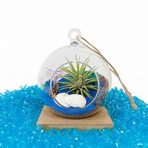 노인 만들기수업 공기정화식물 이오난사 행잉걸이 만들기 DIY세트 미술놀이키트 소품, 여름 바닷가에 핀 이오난사 테라리움