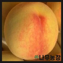 (나무농장) 복숭아나무 조생황도 결실주 분
