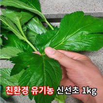 고품질 국내산 친환경 유기농 신선초 1kg 녹즙재료 녹즙용 즙용 주스용 가정용 녹즙용신선초 신선초쌈 신선초즙용 녹즙 산지직송 농장직송, 1개