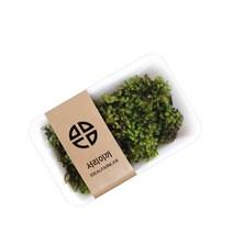 서리이끼 관찰 자연과학 공기정화 음지, 단품